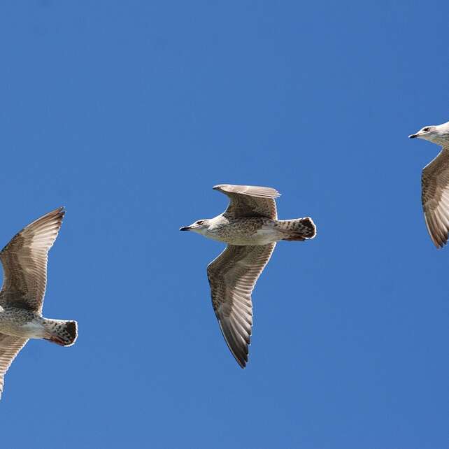 Visite - Les Oiseaux du Port