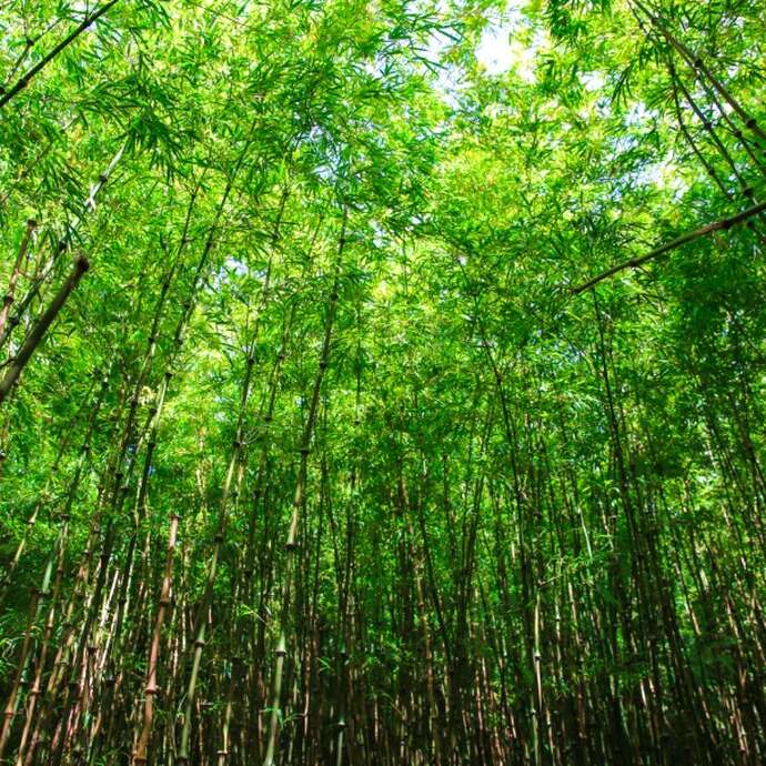 Visite guidée - Jardin jungle