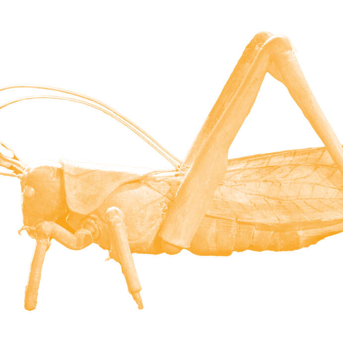 [Marionnettes] Nuisibles