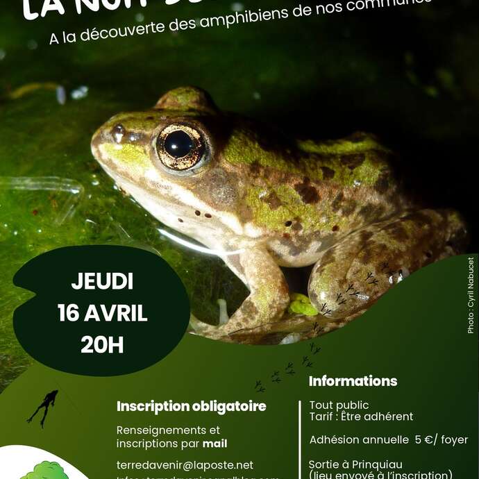La nuit des grenouilles