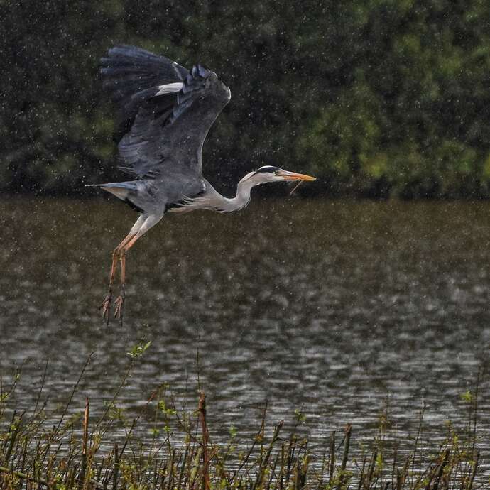 Les oiseaux d’eau hivernants