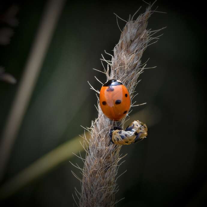 Les coccinelles s’invitent au jardin