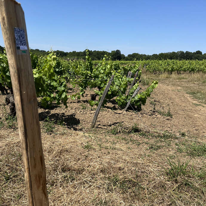 Au fil des ceps au Domaine Brégeon