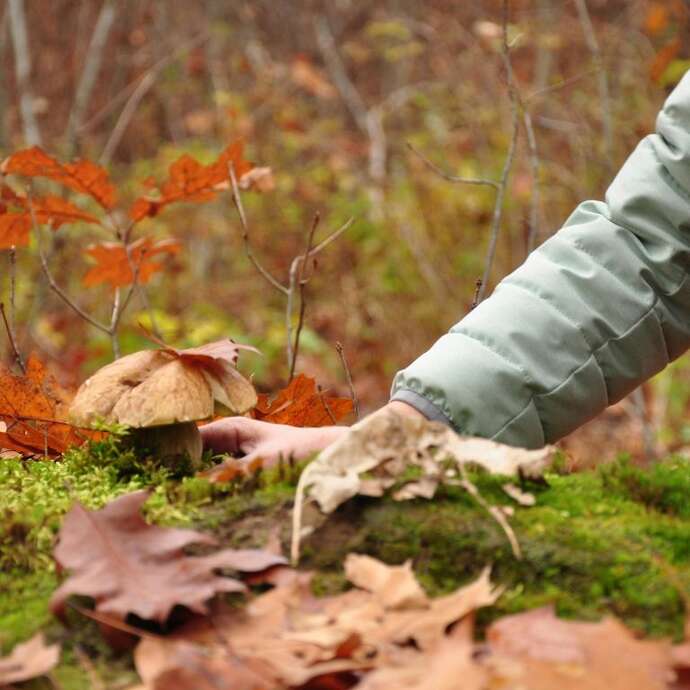 Sortie Nature "Dans la peau d'un chasseur-cueilleur"