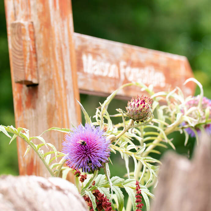 Plante sauvage comestible