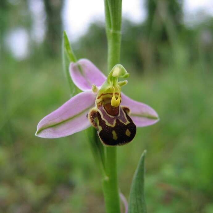 Sortie Nature "A la découverte des orchidées"