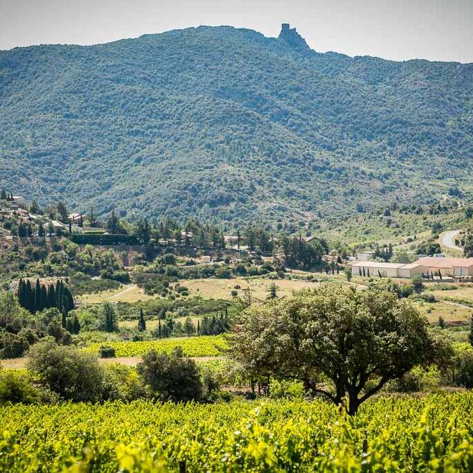 DOMAINE PETER SICHEL