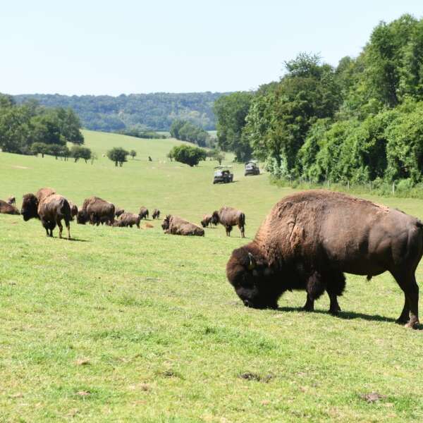 Rêve de Bisons