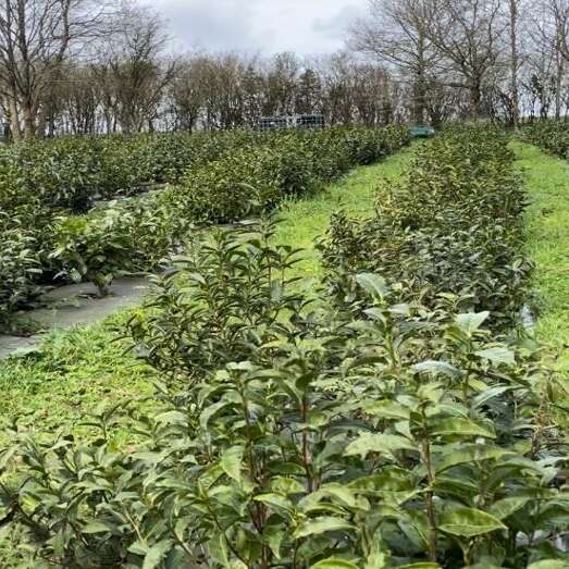 La Maison du thé breton