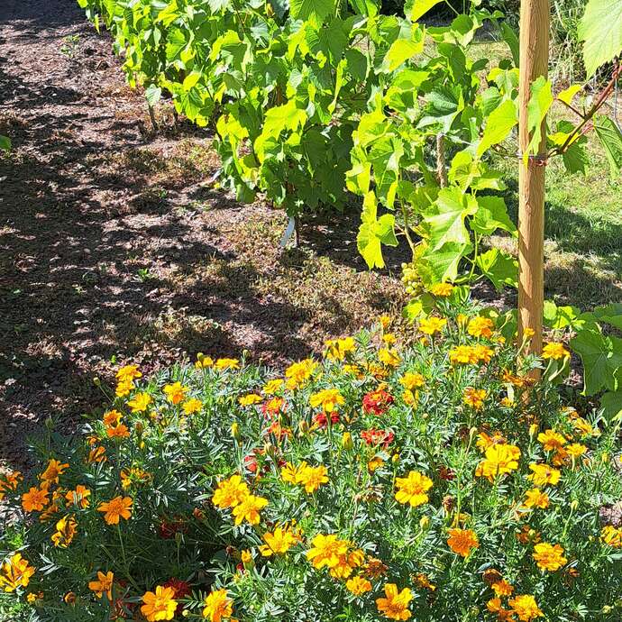 Portes Ouvertes aux Jardins de Ty Glaz, jardins en biodynamie