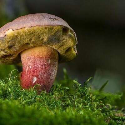Balade nature au joli monde des champignons
