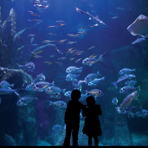 Aquashow, aquariums et spectacle d'oiseaux