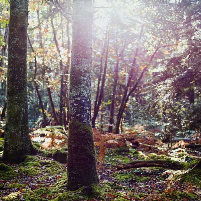 Les rendez-vous nature - Balade chantée dans les bois