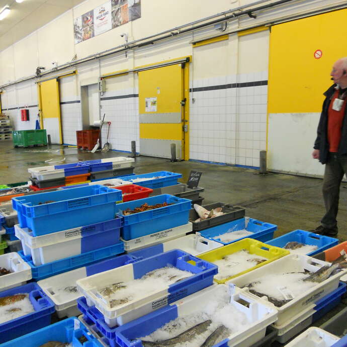 Visite guidée de la criée de Poulgoazec (Plouhinec-Audierne)