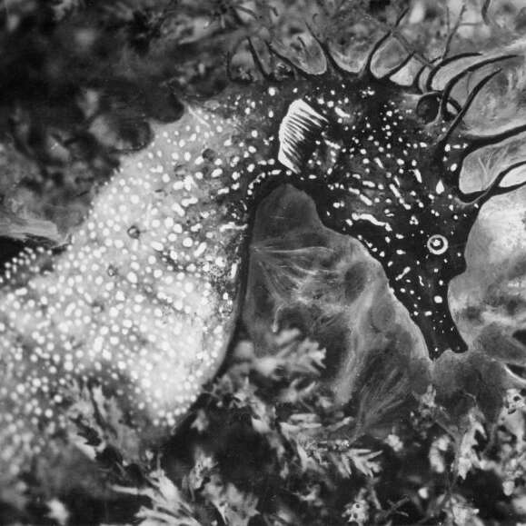 Exposition - Jean Painlevé, les pieds dans l’eau