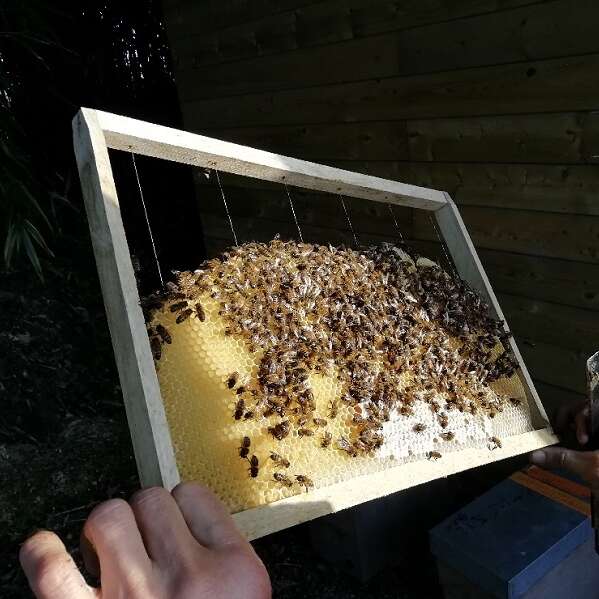 Miellerie de Plogastel Saint Germain