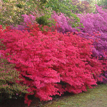 Parc botanique de Cornouaille et Musée des Minéraux