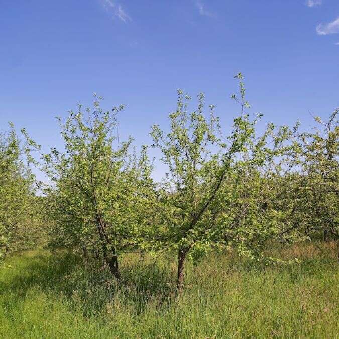 Atelier du jus de fruits