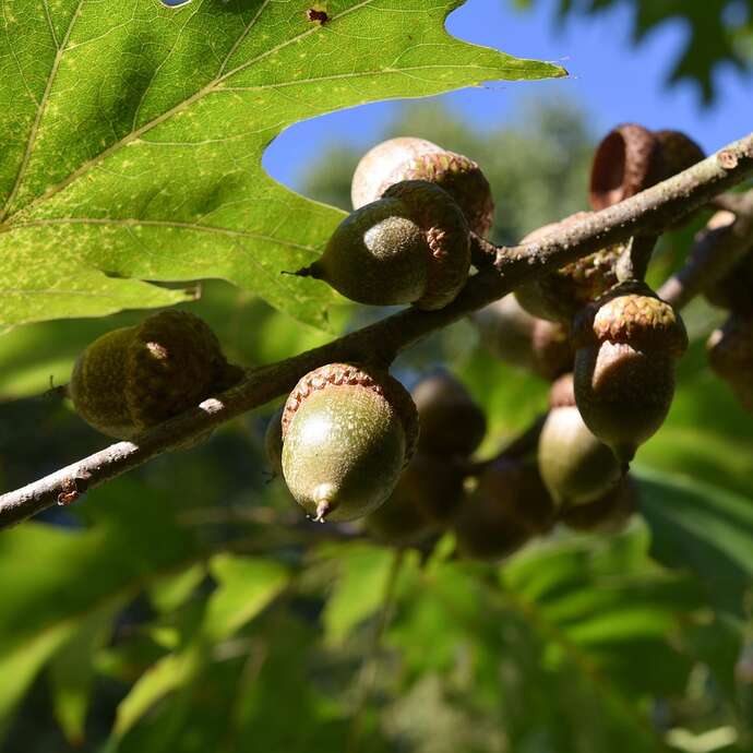 De la flore au Land art
