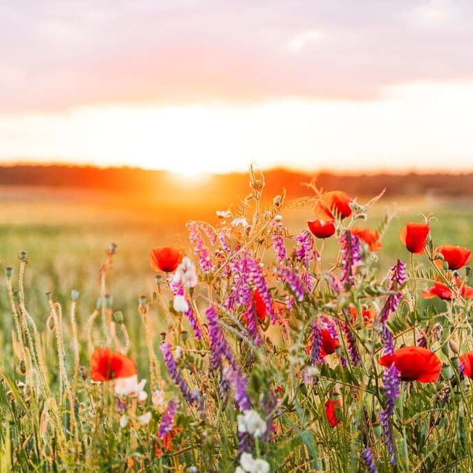 Les rendez-vous nature - À la découverte des fleurs du littoral