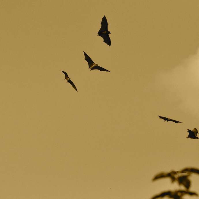 Sortie nature - Trame noire et chauve souris