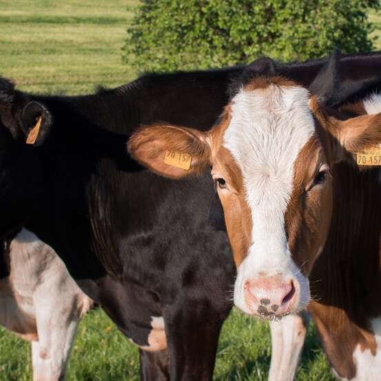 Comice agricole du Pays Bigouden