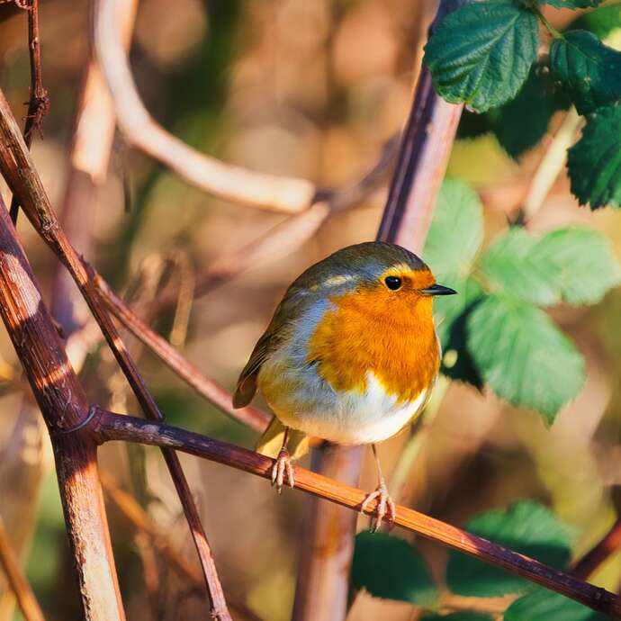 Les rendez-vous nature - Balade enchantée