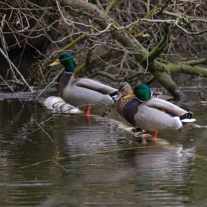 Journée mondiale des zones humides - Balade nature