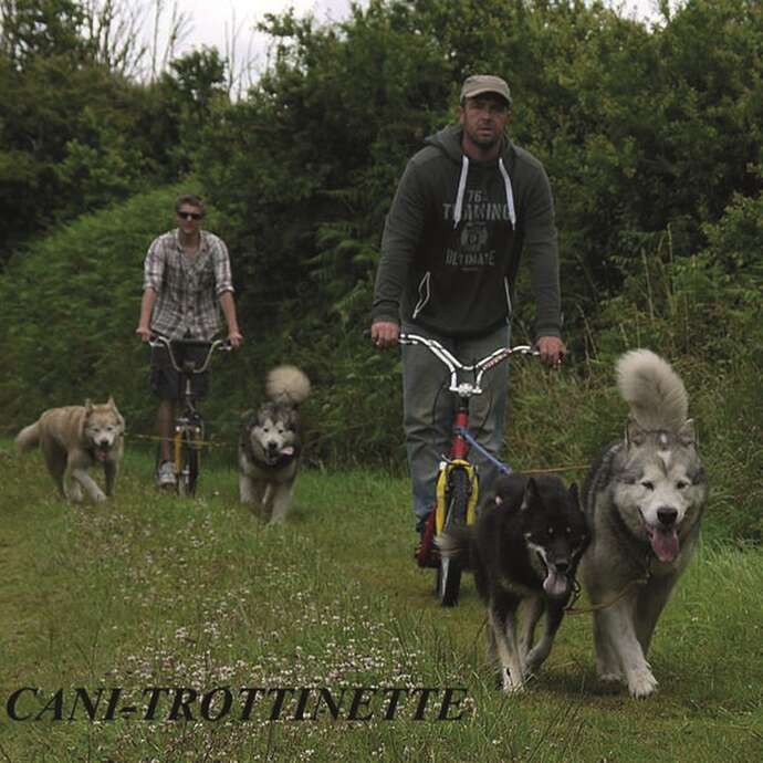 Lounoock's, chiens de traîneau