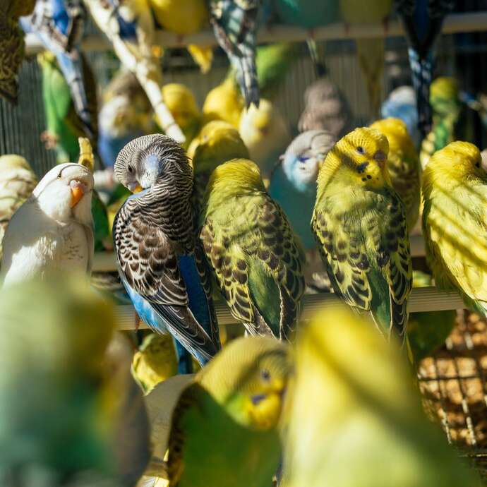 Exposition - Bourse d'oiseaux et volailles