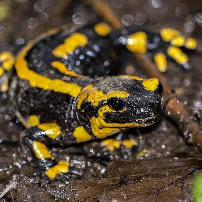 Soirée nature - La nuit des dragons