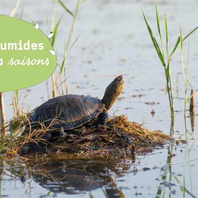 Des tortues dans le marais
