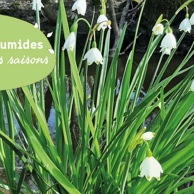 Les nivéoles d'été du Marais de Labarde