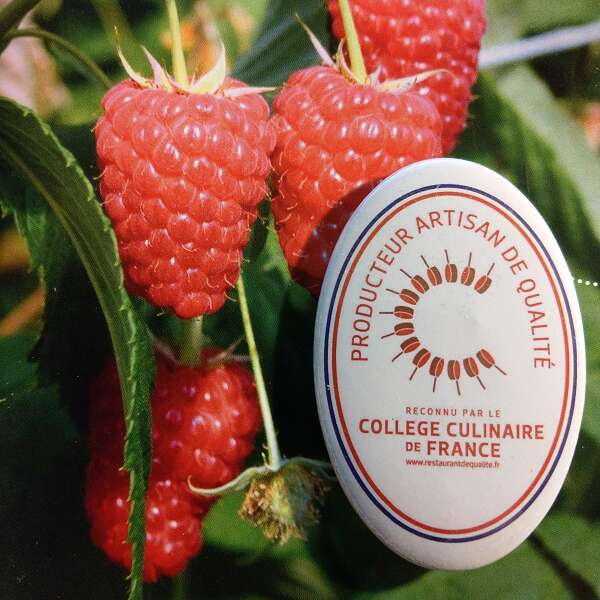 Raspberries from Tursan