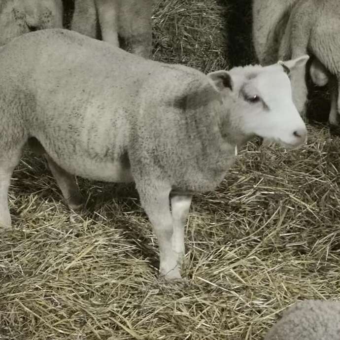 La Ferme Périvier