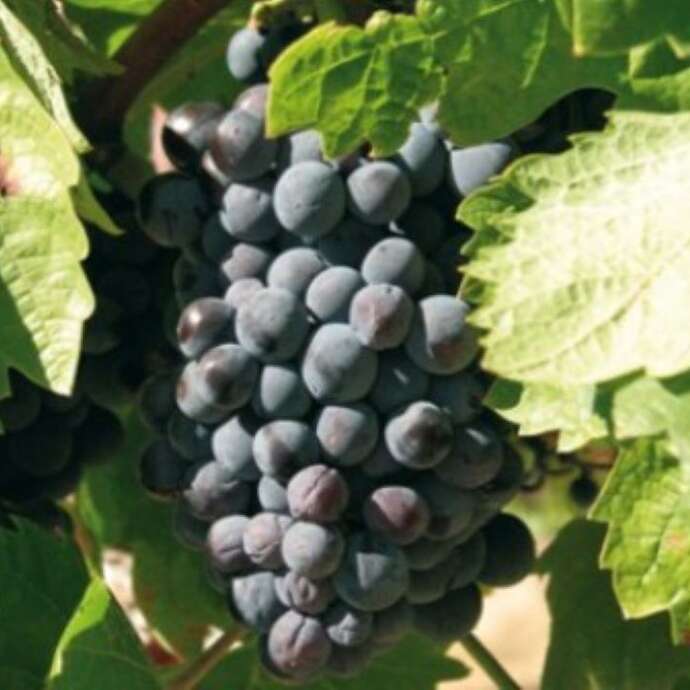 DOMAINE SAN MICHELI