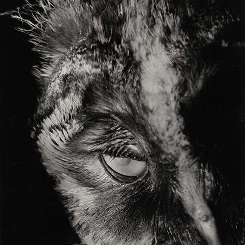 Regard sur... l'exposition L'oiseaux aux yeux d'or