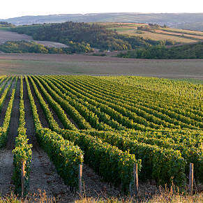 Balade sensorielle et silencieuse dans la campagne au cœur des vignes de Bourgogne