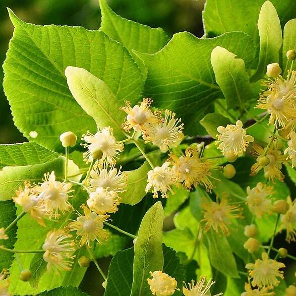 Journée herboristerie "Plantes du sommeil et dus stress"