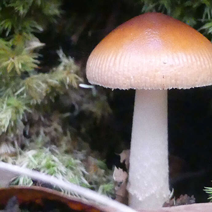 A la rencontre de nos arbres