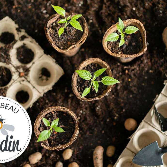 Initiation Semis de Fleurs et légumes