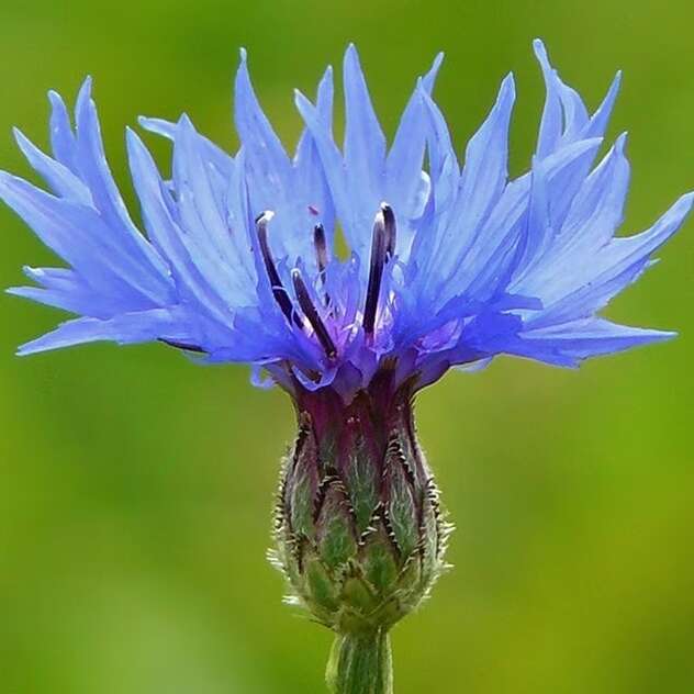 Atelier plantes du système ostéo-articulaire et plantes utiles pour les yeux