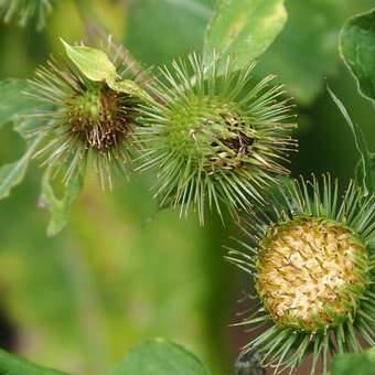 Balade arbres et plantes aux vertus nourricières et guérisseuses Balade arbres et plantes aux vertus nourricières et guérisseuses
