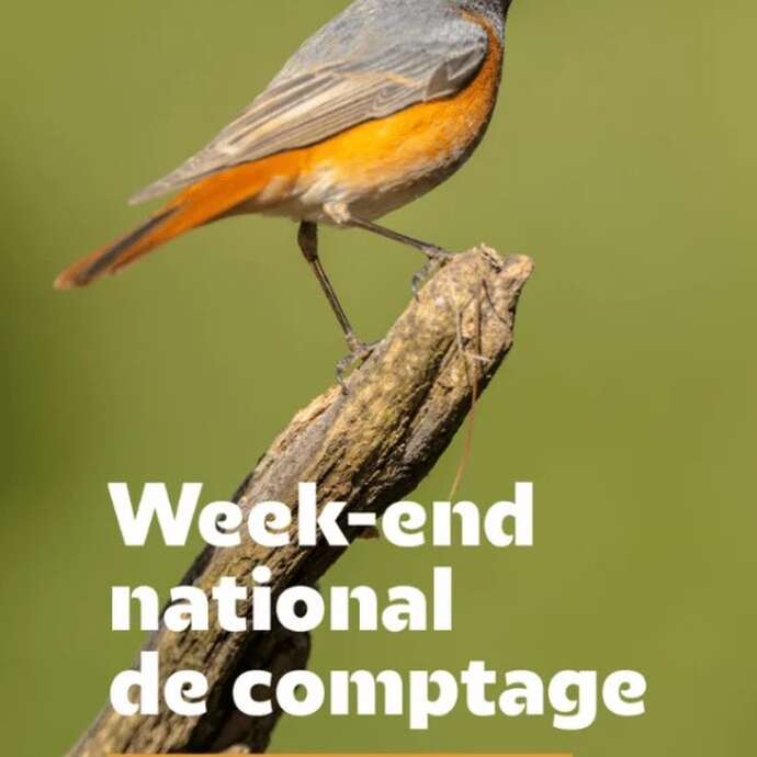 Comptez les oiseaux des jardins !