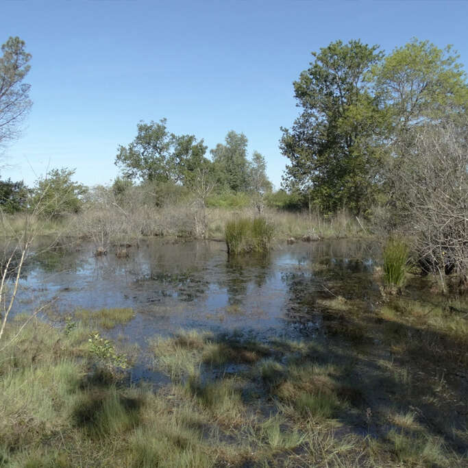 La gestion écologique des lagunes