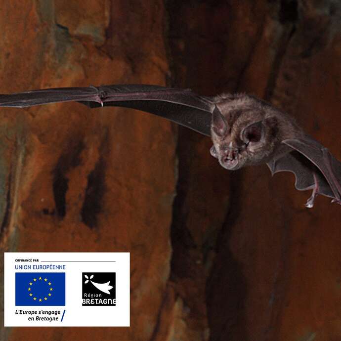 Nuit internationale de la chauve-souris