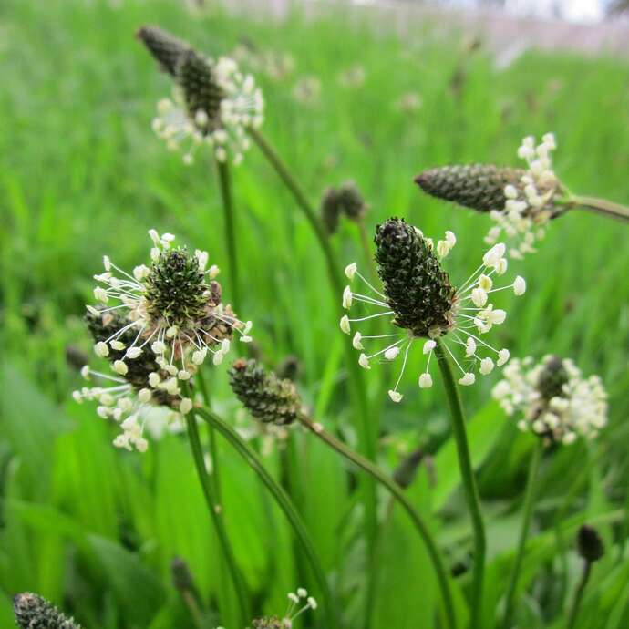 Atelier plantes et allergies