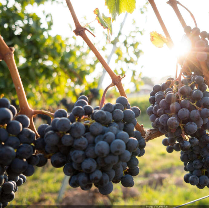 1er salon des vigneron.nes "Entre nous"