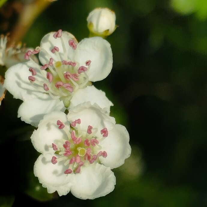 Atelier "plantes du coeur"