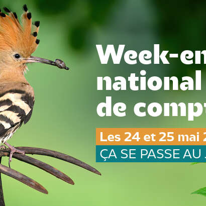 Comptez les oiseaux des jardins !